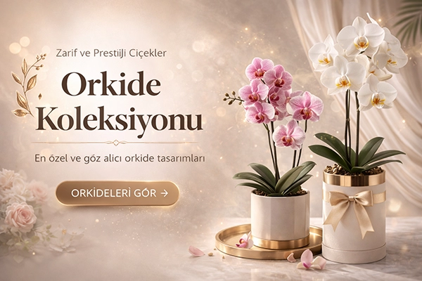 Orkide