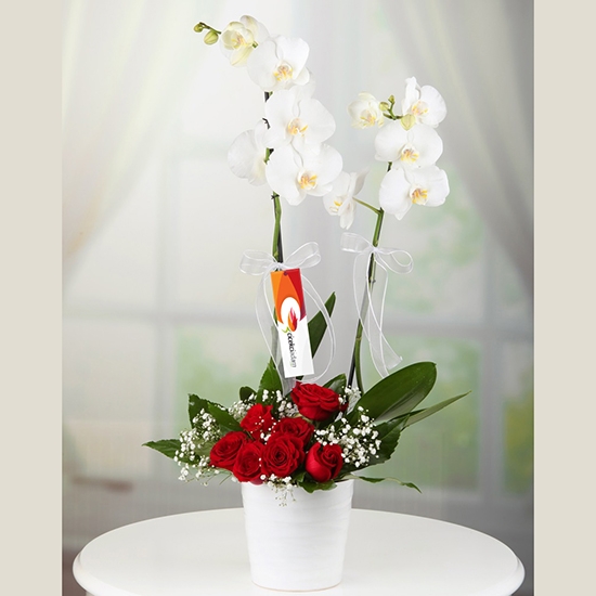 Beyaz Orkide ve Kırmızı Güller