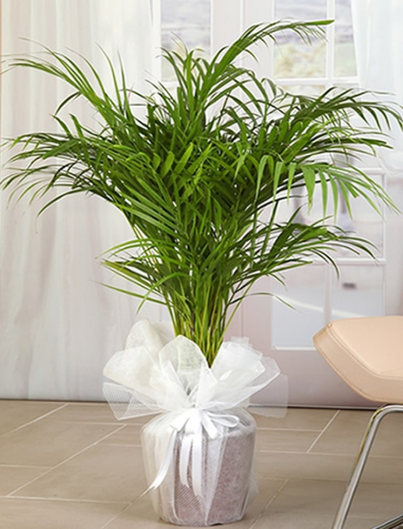 Areka palmiyesi saksı bitkisi