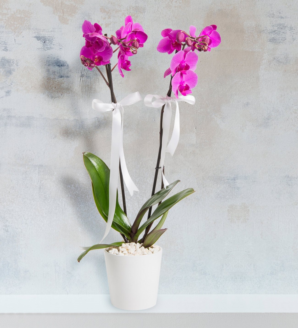 Seramik vazoda iki dallı mor orkide