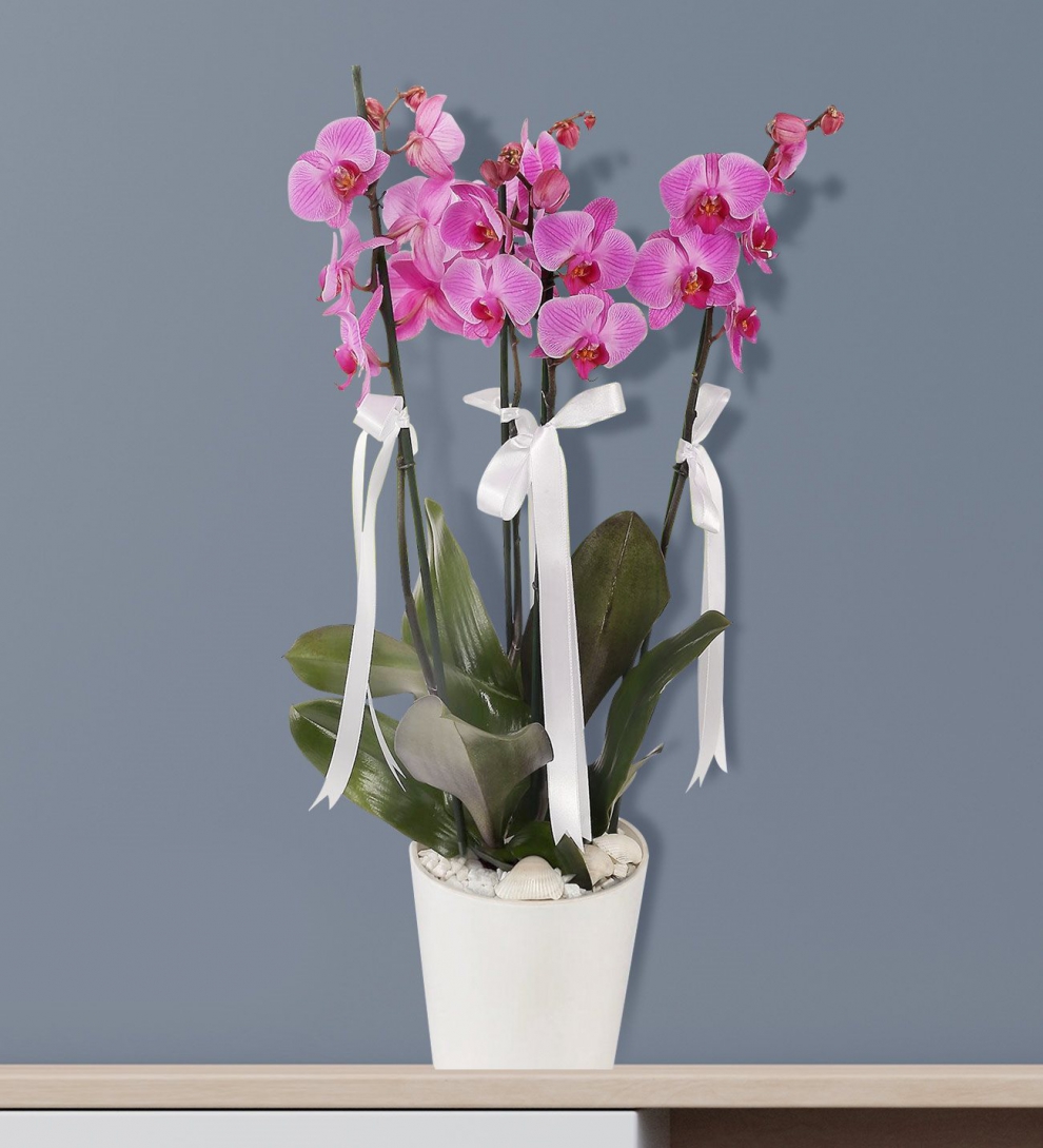 4 dallı mor orkide