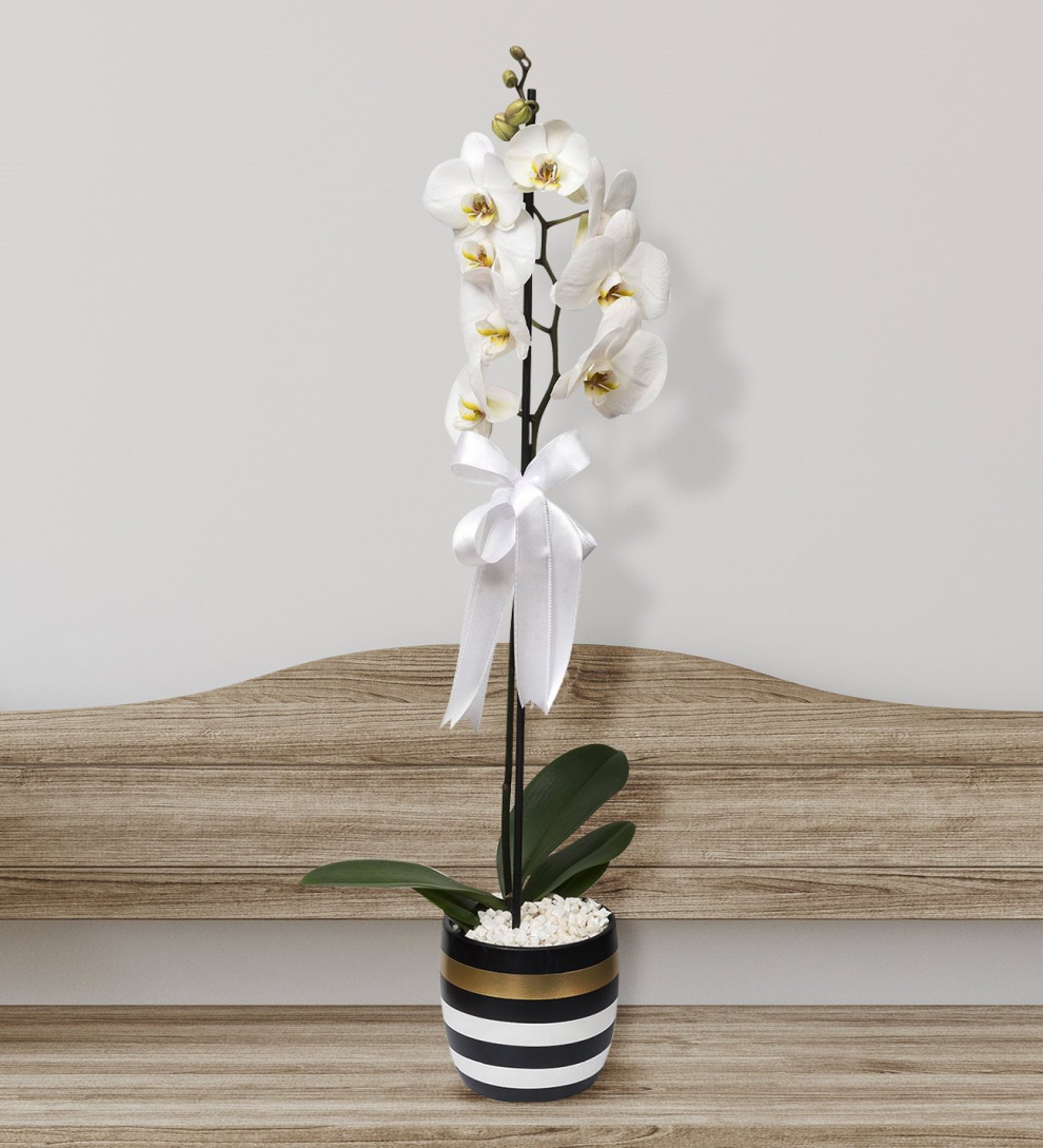 Çizgili vazoda beyaz tek dal orkide