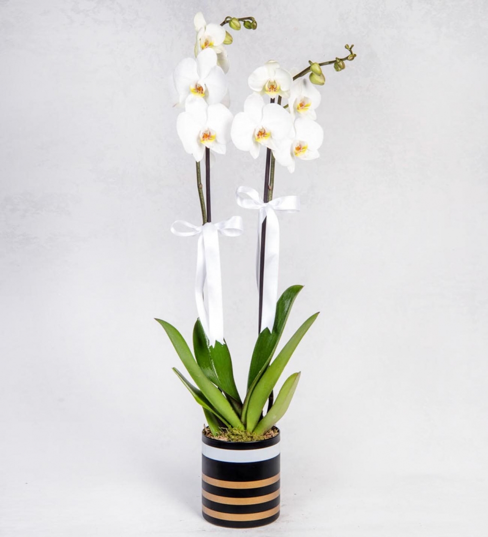 Çizgili vazoda beyaz çift dallı orkide