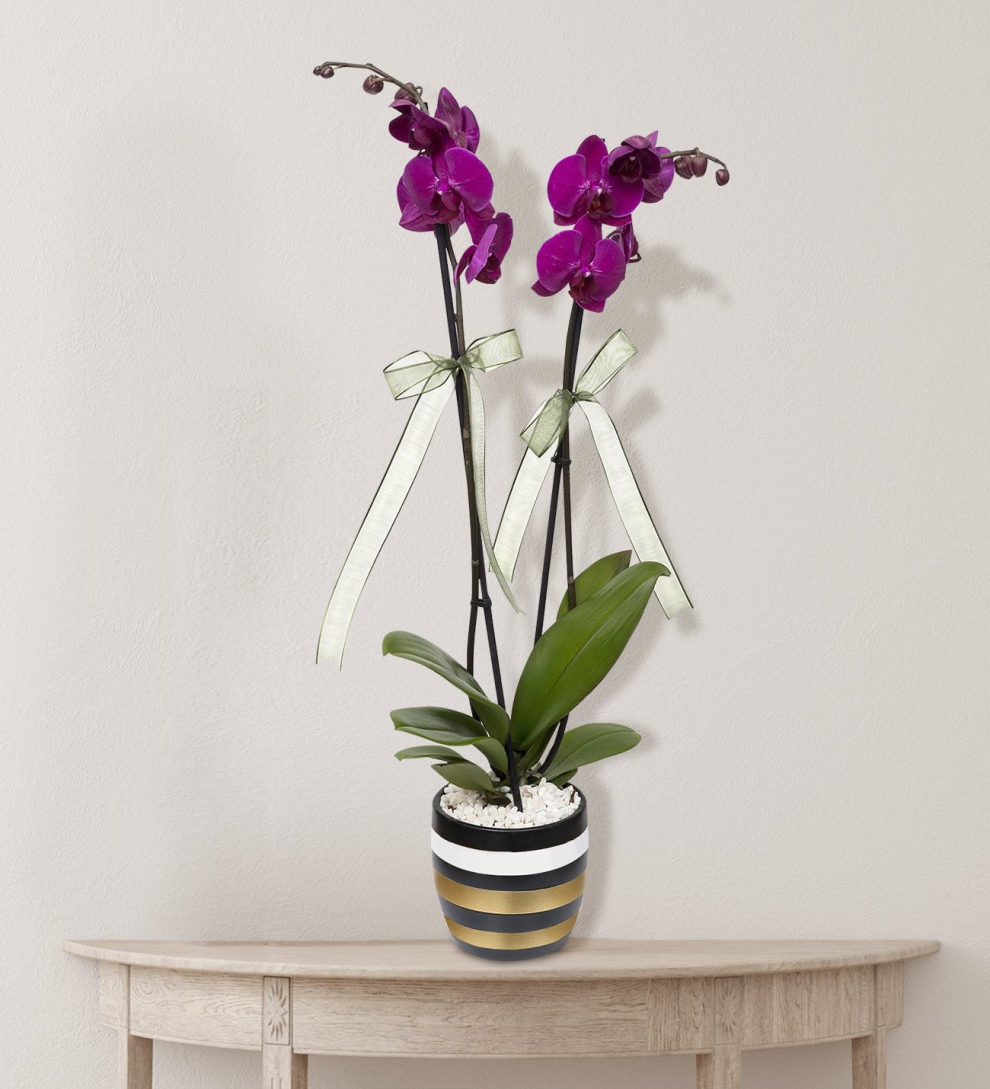 Çizgili vazoda 2 dallı mor orkide