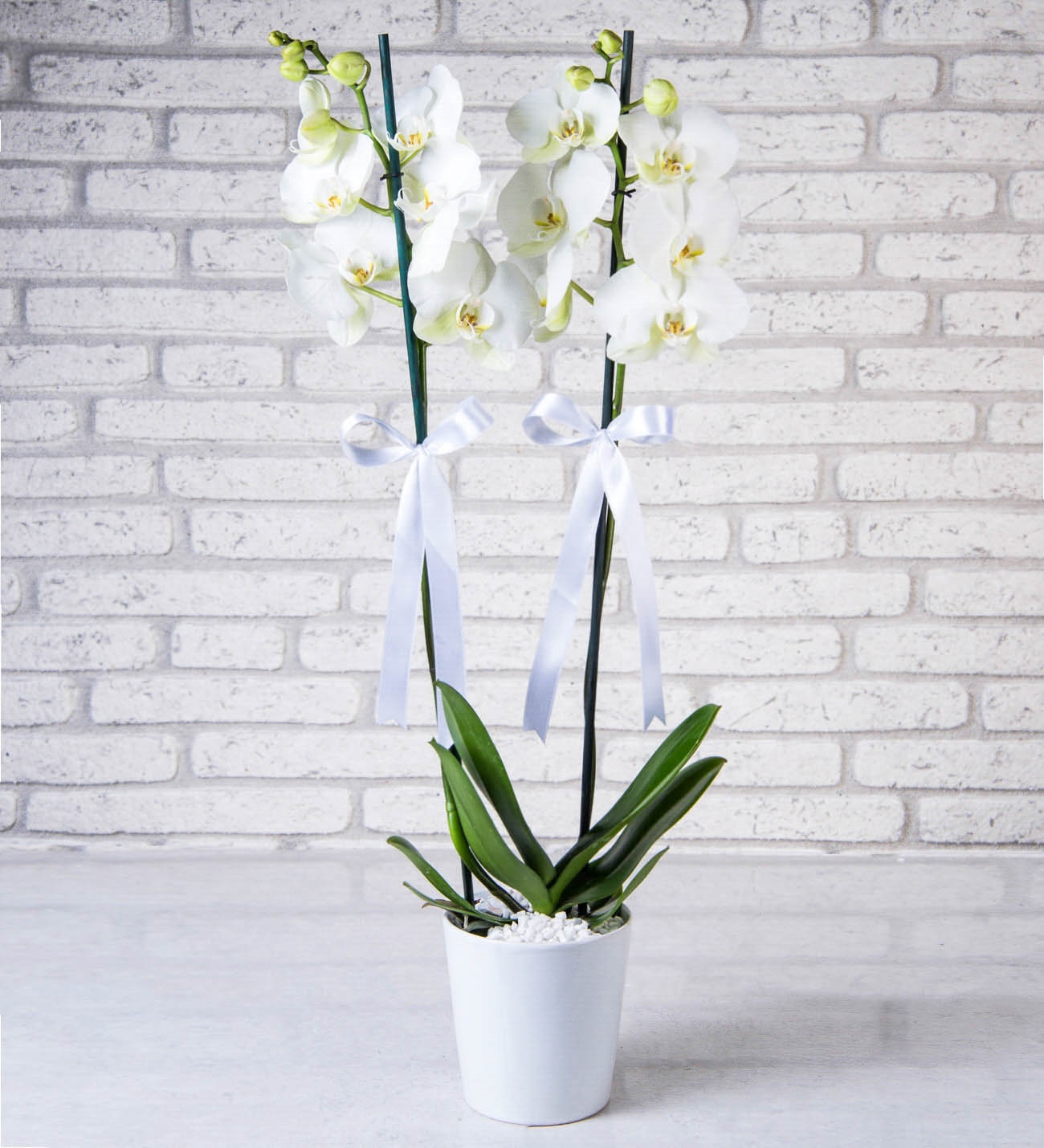 Seramikte Çift Dallı Beyaz Orkide