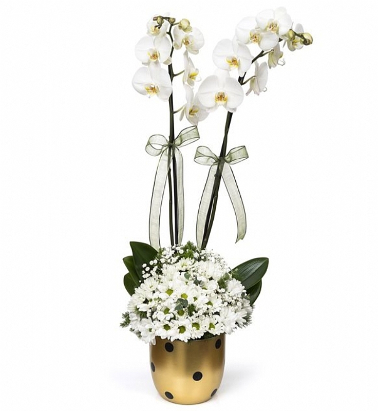 Gold vazoda 2 dallı orkide ve papatya aranjmanı
