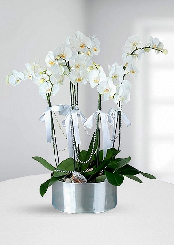 Metal vazoda 6 dal beyaz orkide