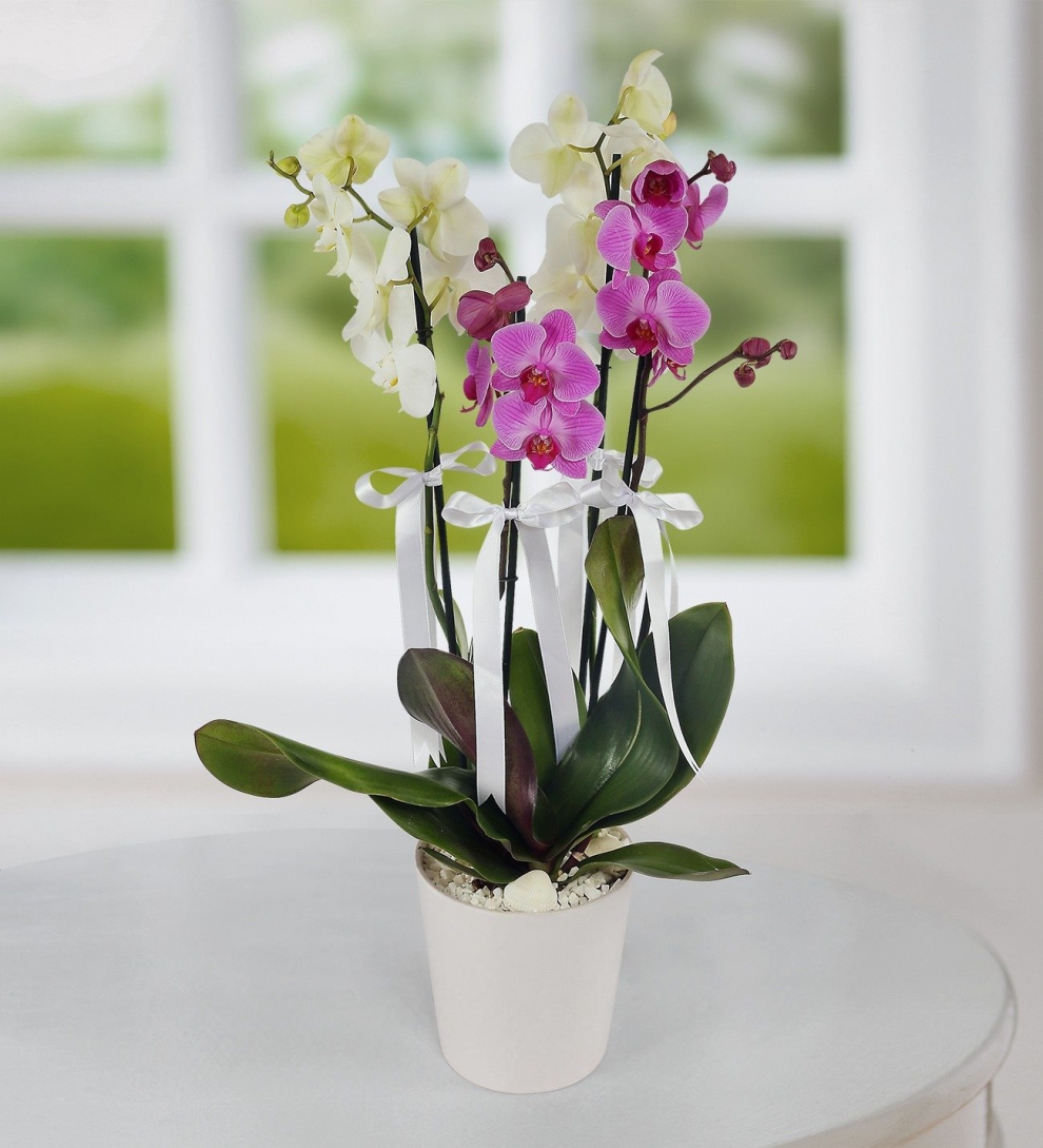 4 dal orkide beyz ve mor