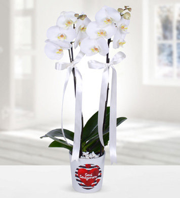 Seni seviyorum vazoda çift dal beyaz orkide