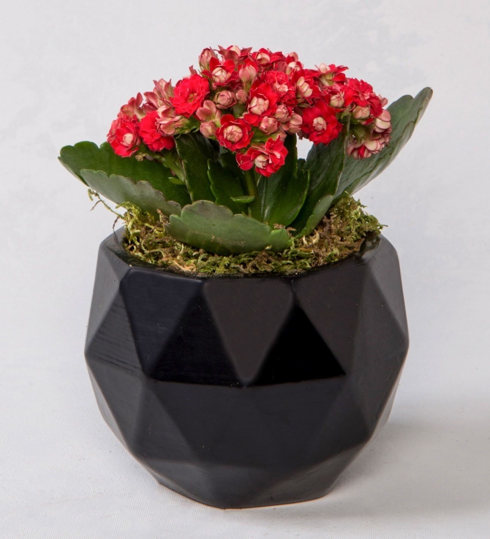 Geometrik saksıda kırmızı kalanchoe