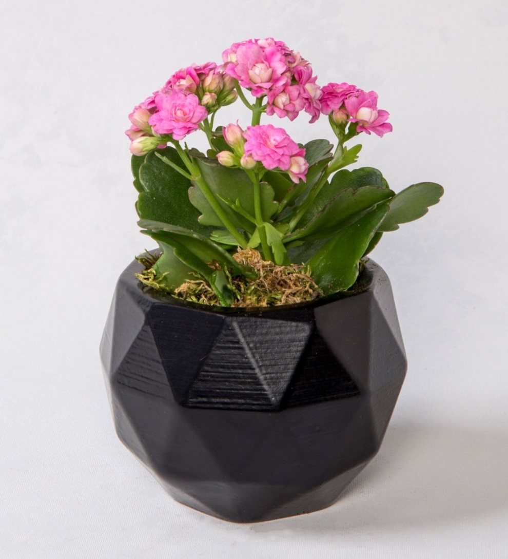 Geometrik saksıda pembe kalanchoe