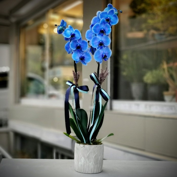 Mavi çift dallı orkide