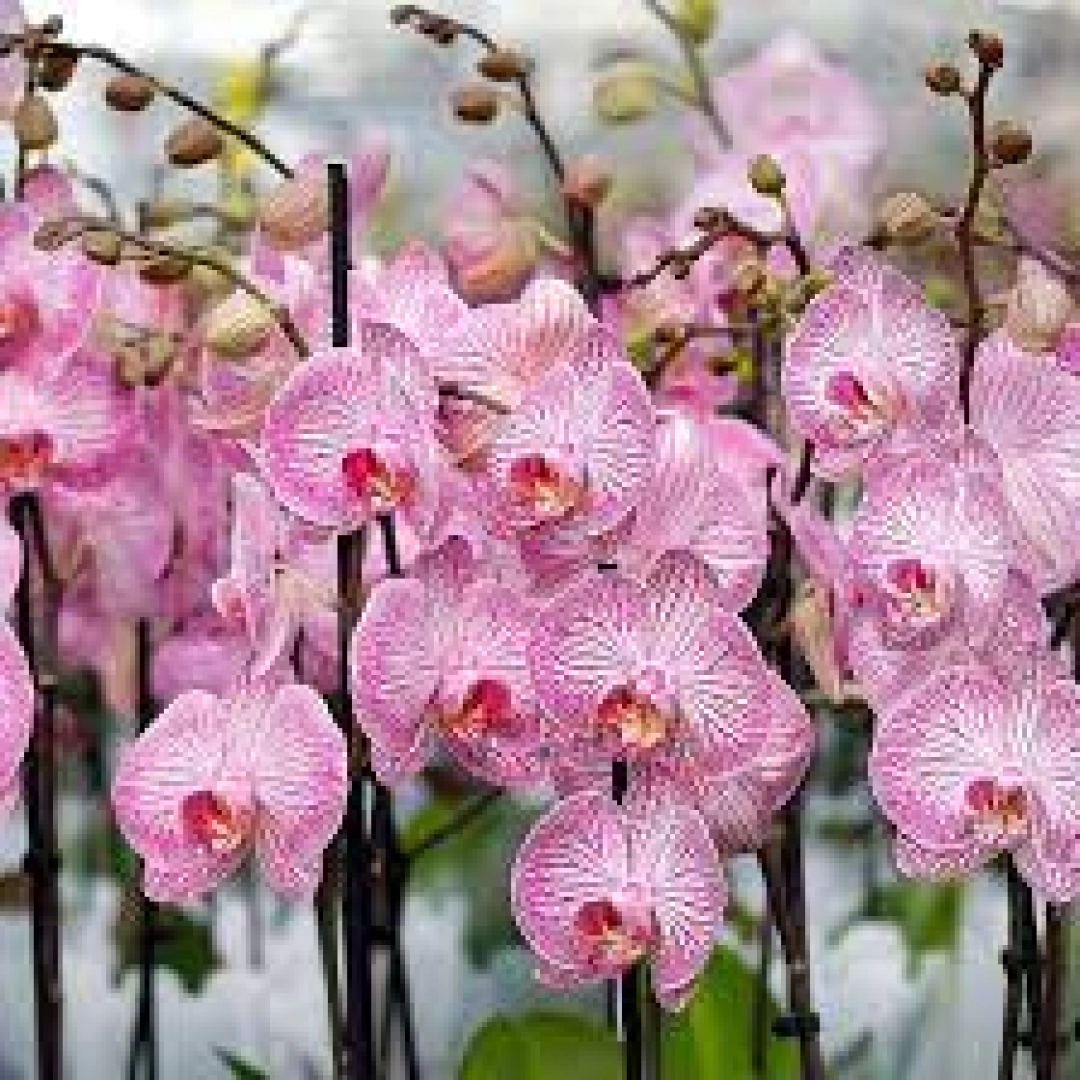 Orkide Çiçeği Bakımı