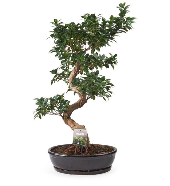 Ficus Bonzai
