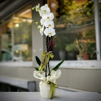 Beyaz tasarım orkide