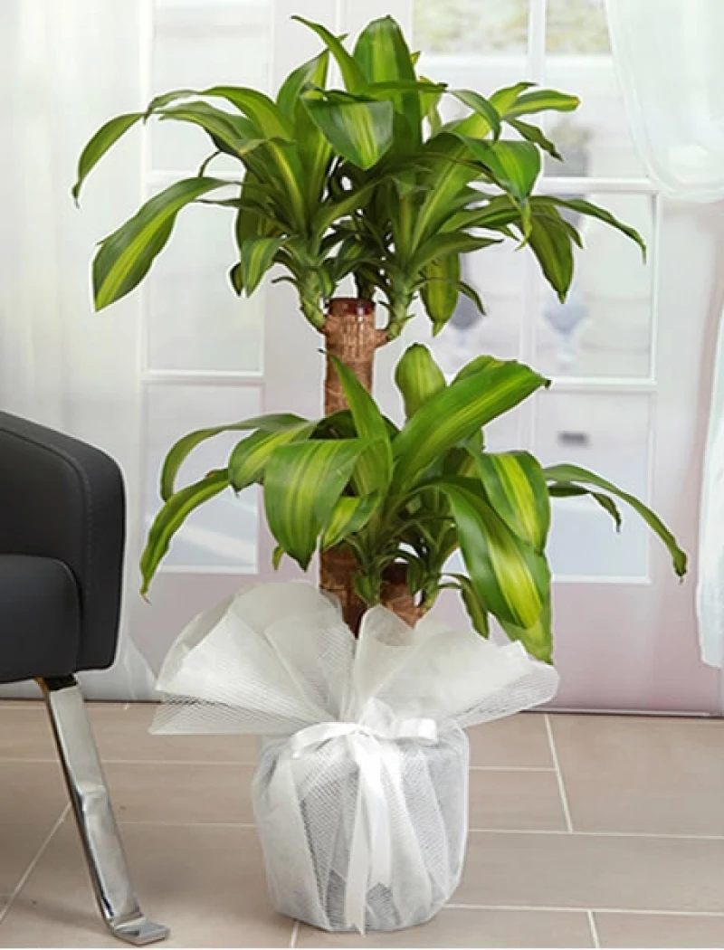 Massangena Saksı Bitkisi