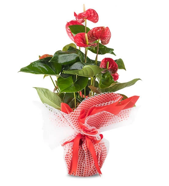 Antoryum Saksı Çiçeği 