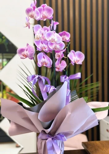 2 dallı mor orkide 