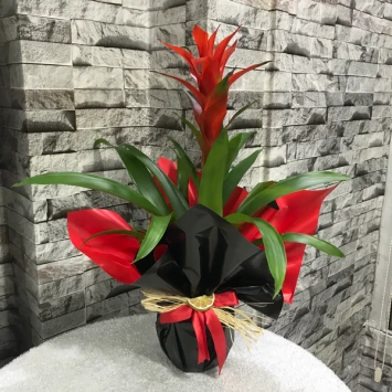 Guzmanya Saksı Çiçeği