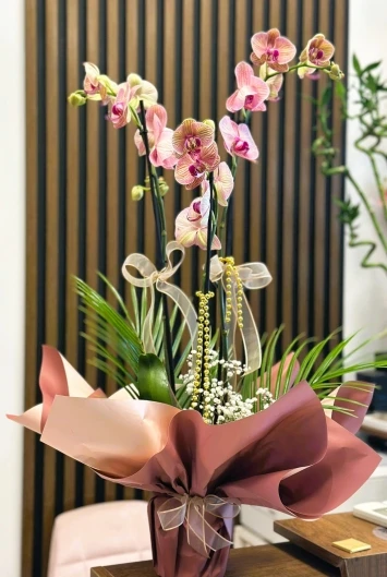 2 dallı mürdüm orkide