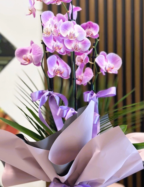 2 dallı mor orkide 