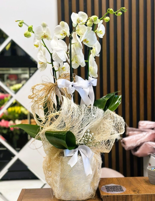 3 dallı Beyaz Orkide