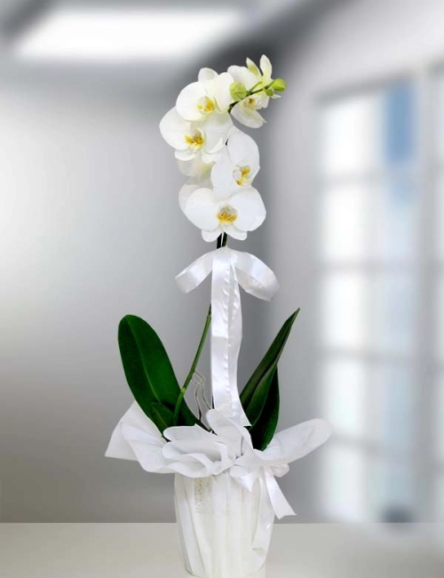 Beyaz tek dal orkide