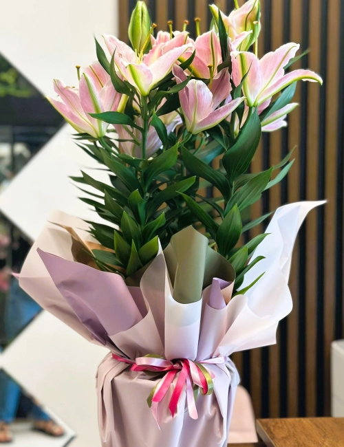 Lilyum saksı bitkisi