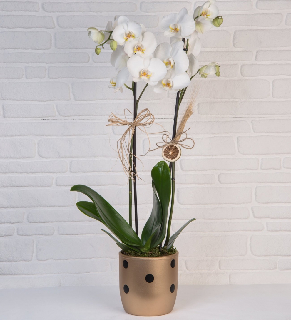 Puantiyeli vazoda çift dal beyaz orkide