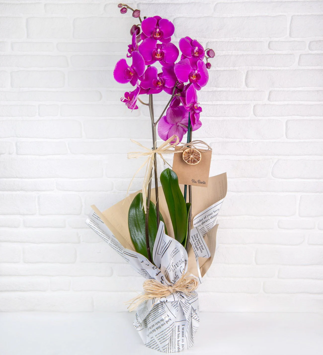 Çift dallı mor orkide özel tasarım